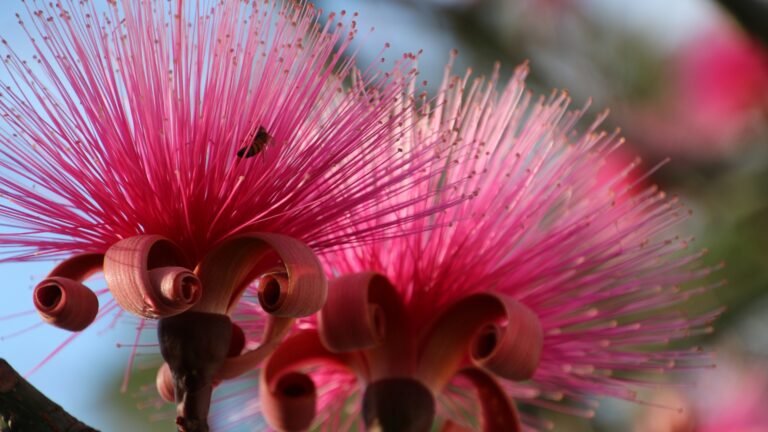 Shaving brush tree