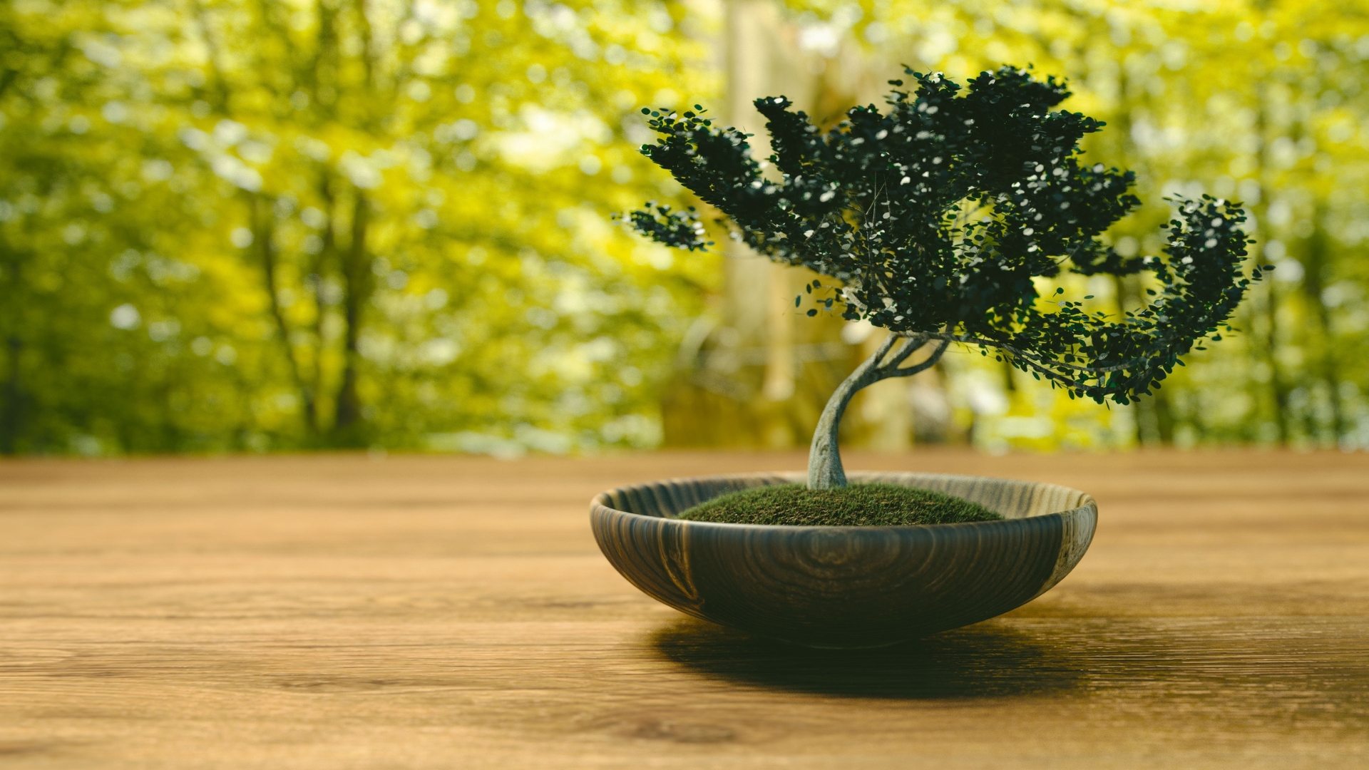 bonsai tree on a table