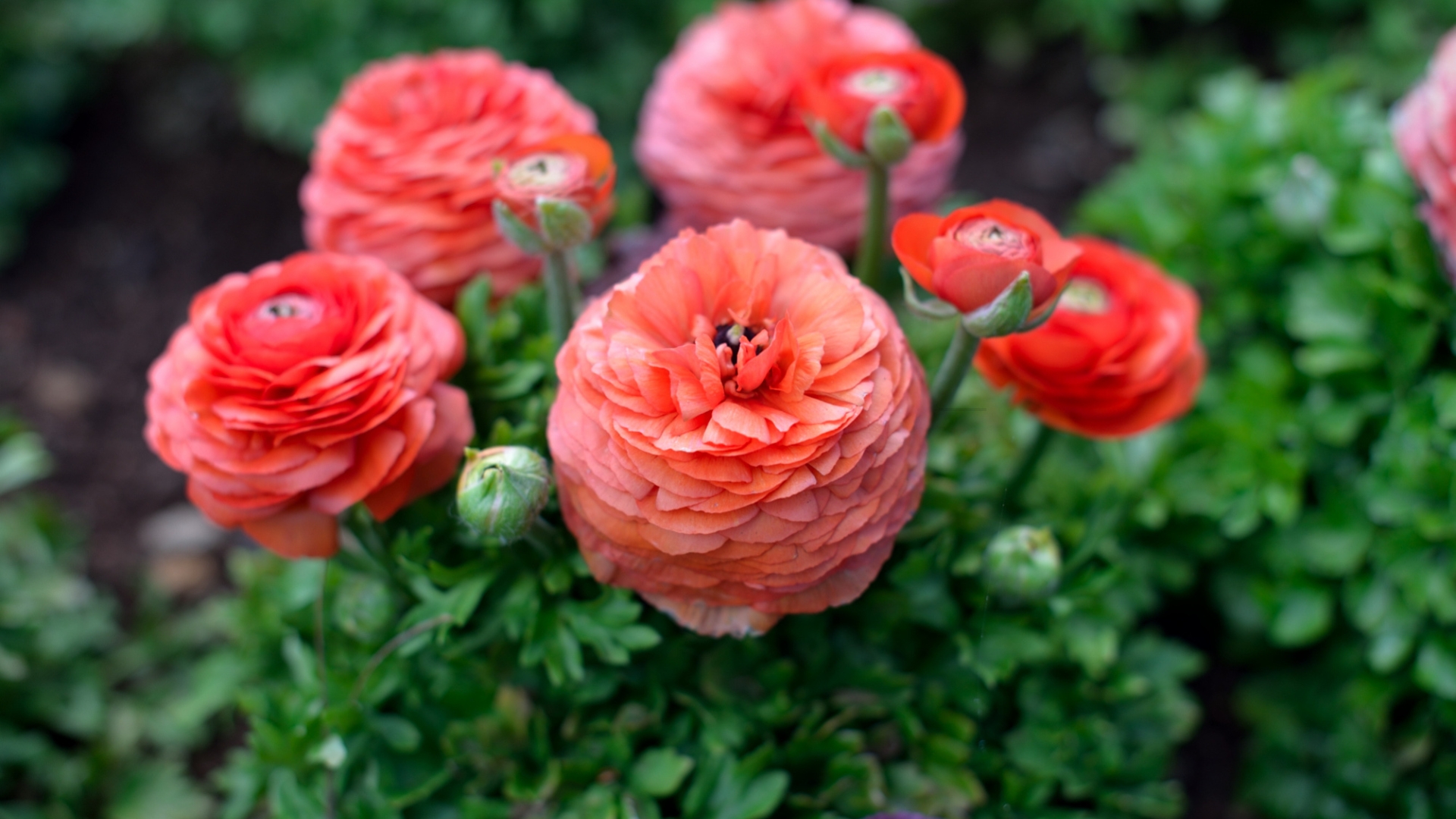 ranunculus flower