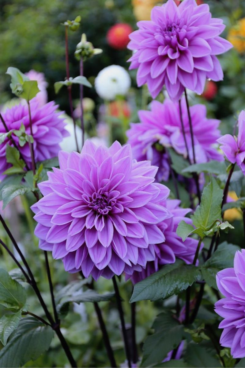 Dahlia