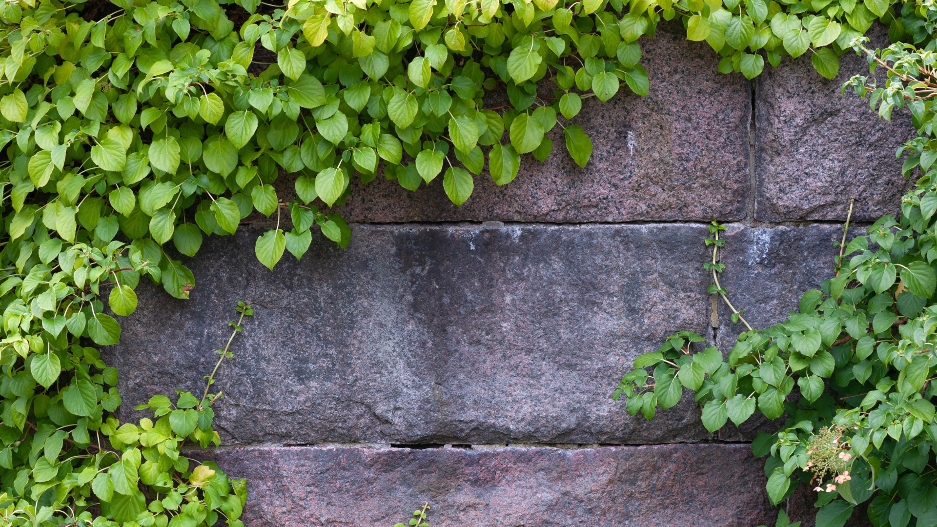 Climbing hydrangea