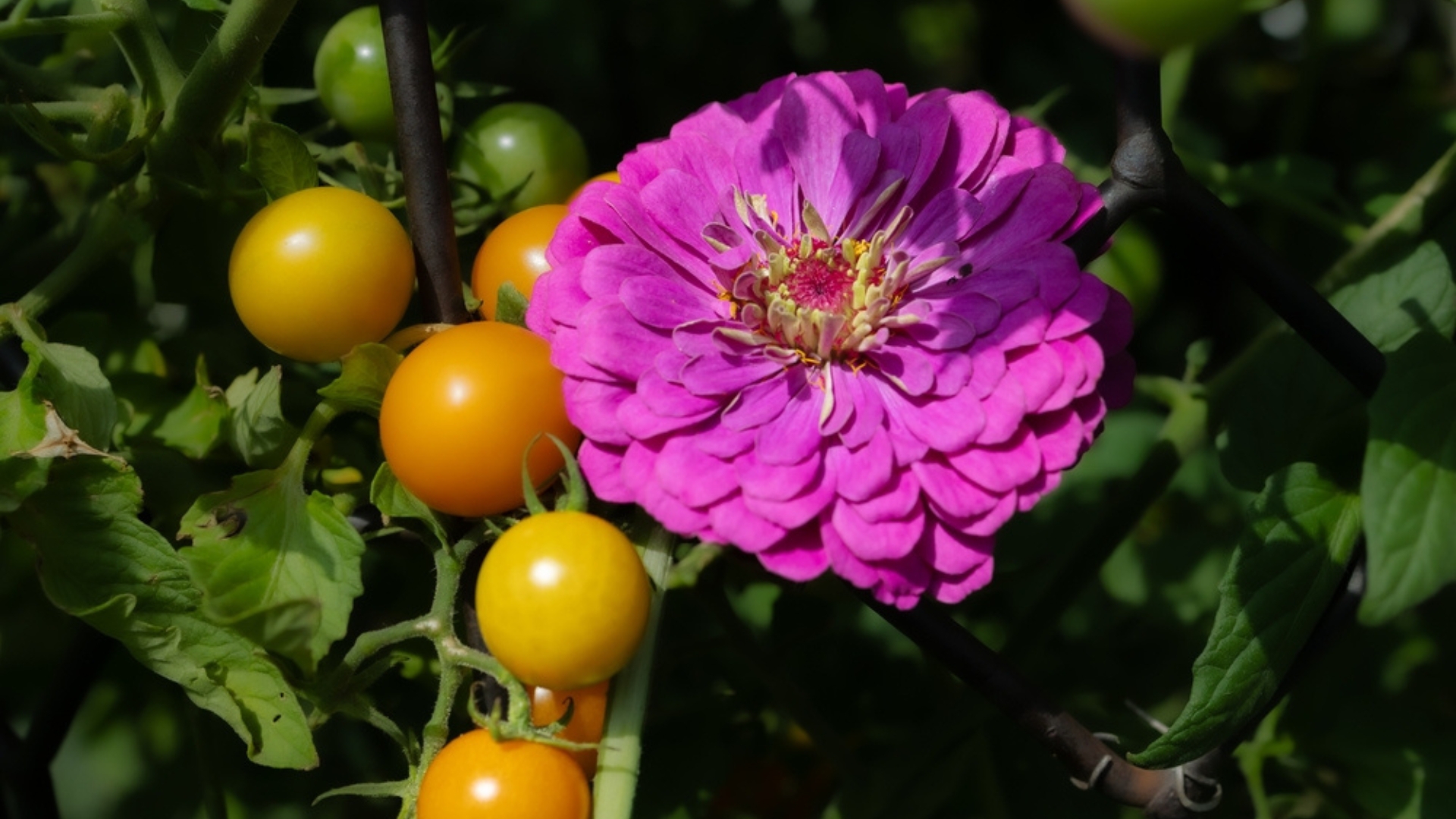 tomato and zinnia plants
