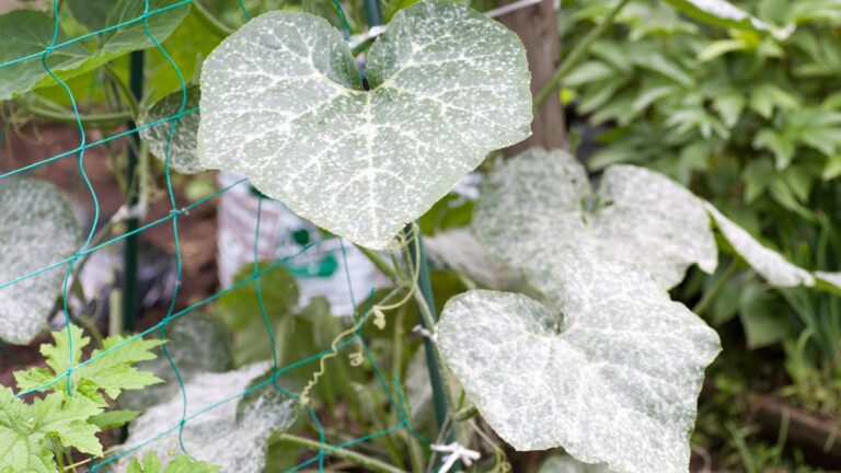 Powdery Mildew