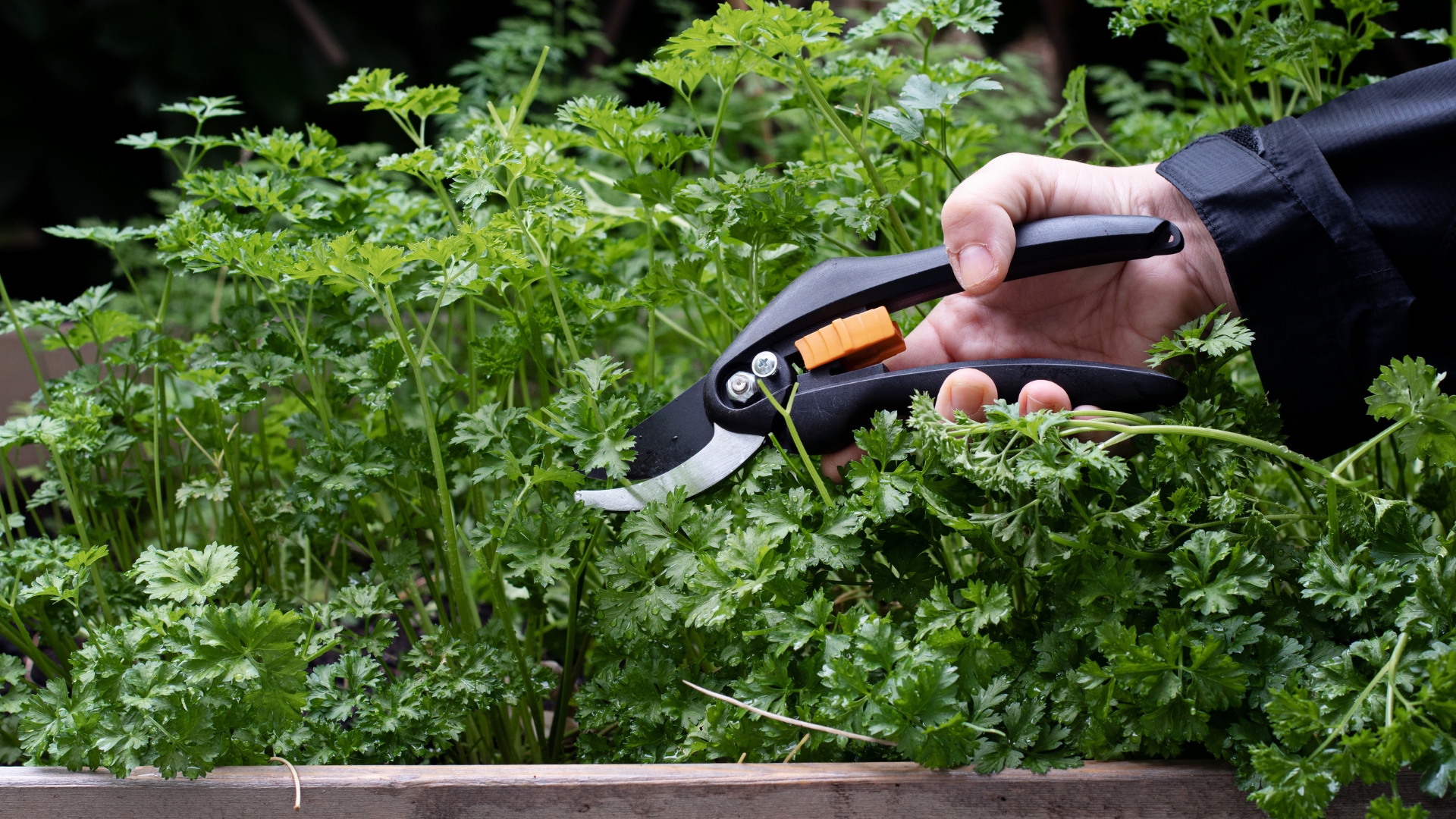 Using pruning shears with fresh parsley in the garden