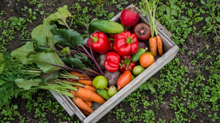 vegetables in garden