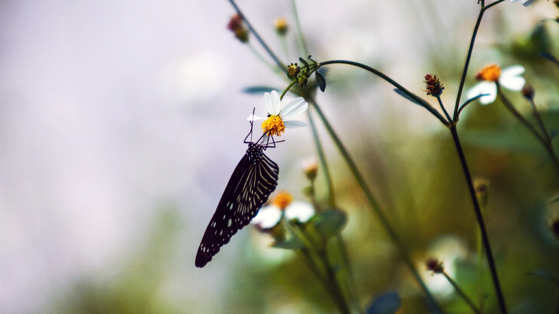 15 Easy Ways To Bring Biodiversity Into Your Garden (And The Benefits You’ll Get)