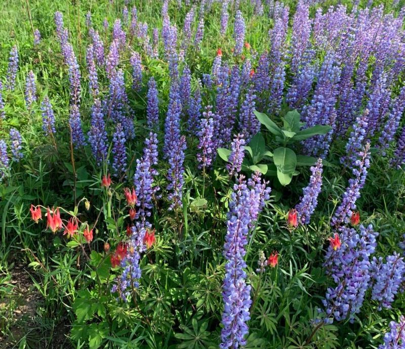 Plant Native Flowers