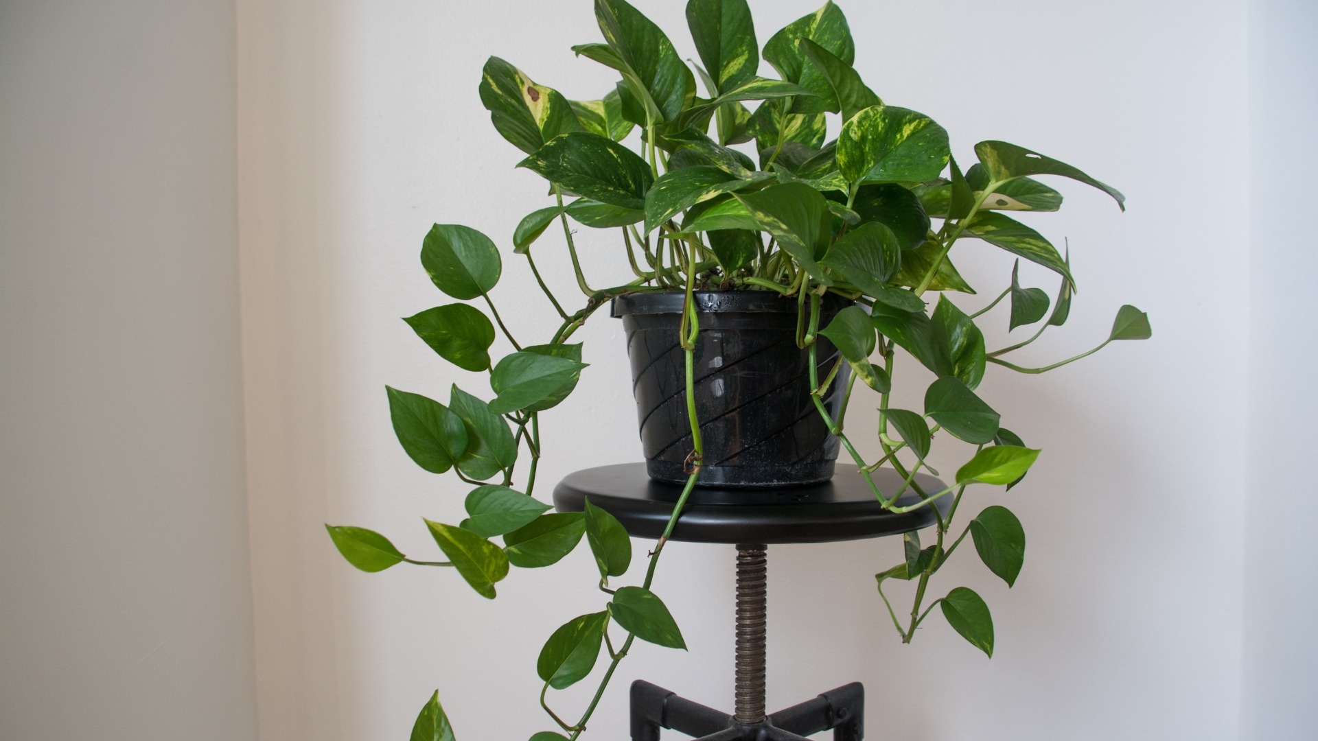 Houseplants