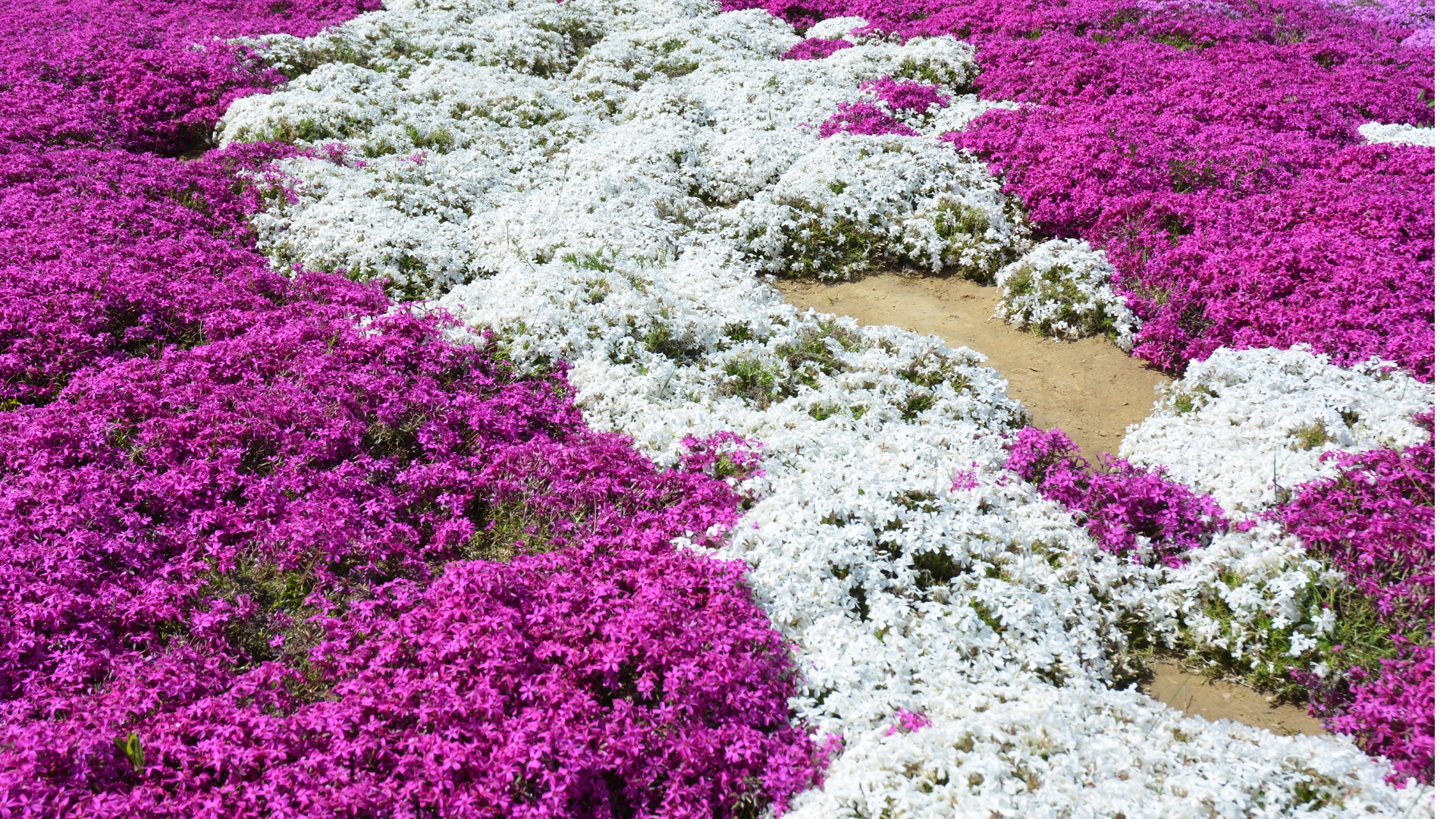 Creeping Phlox