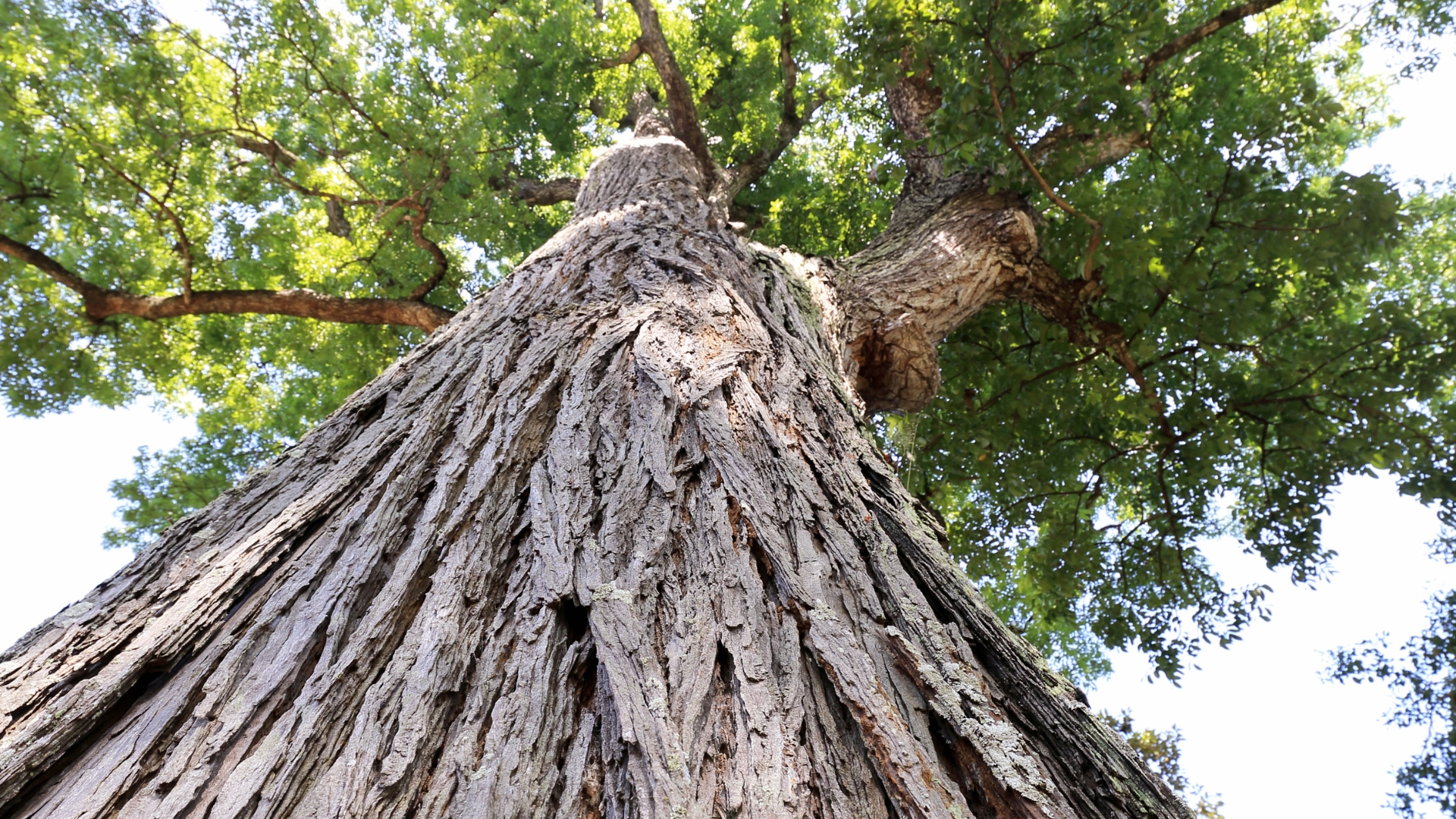 Giant Mahogany