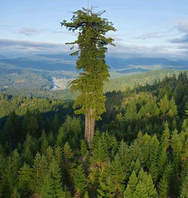 Hyperion (Coast Redwood, Sequoia sempervirens)