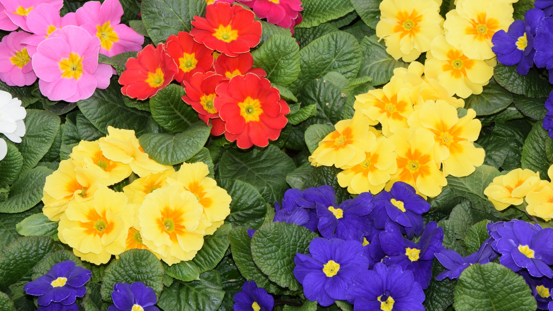 15 Gorgeous Primrose Varieties To Grow For A Colorful Season (Plus The Best Growing Tips For Stunning Blooms)