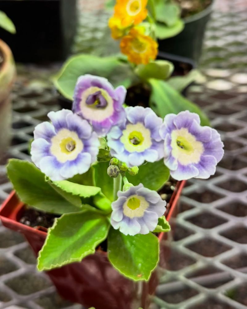 Auricula Primrose