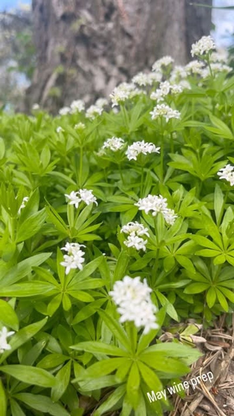 Sweet Woodruff