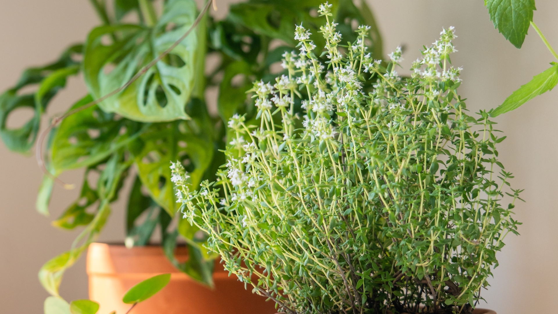 15 Herbs That Grow Best In The Shade (And The Mistakes You Should Avoid)