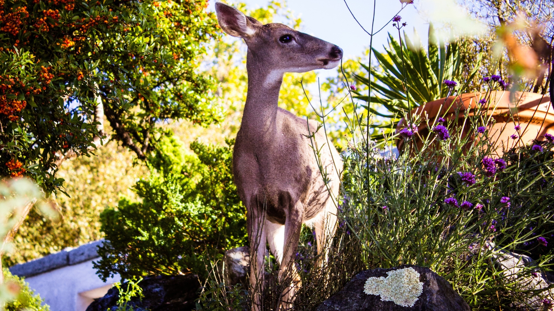 deer in flower garden