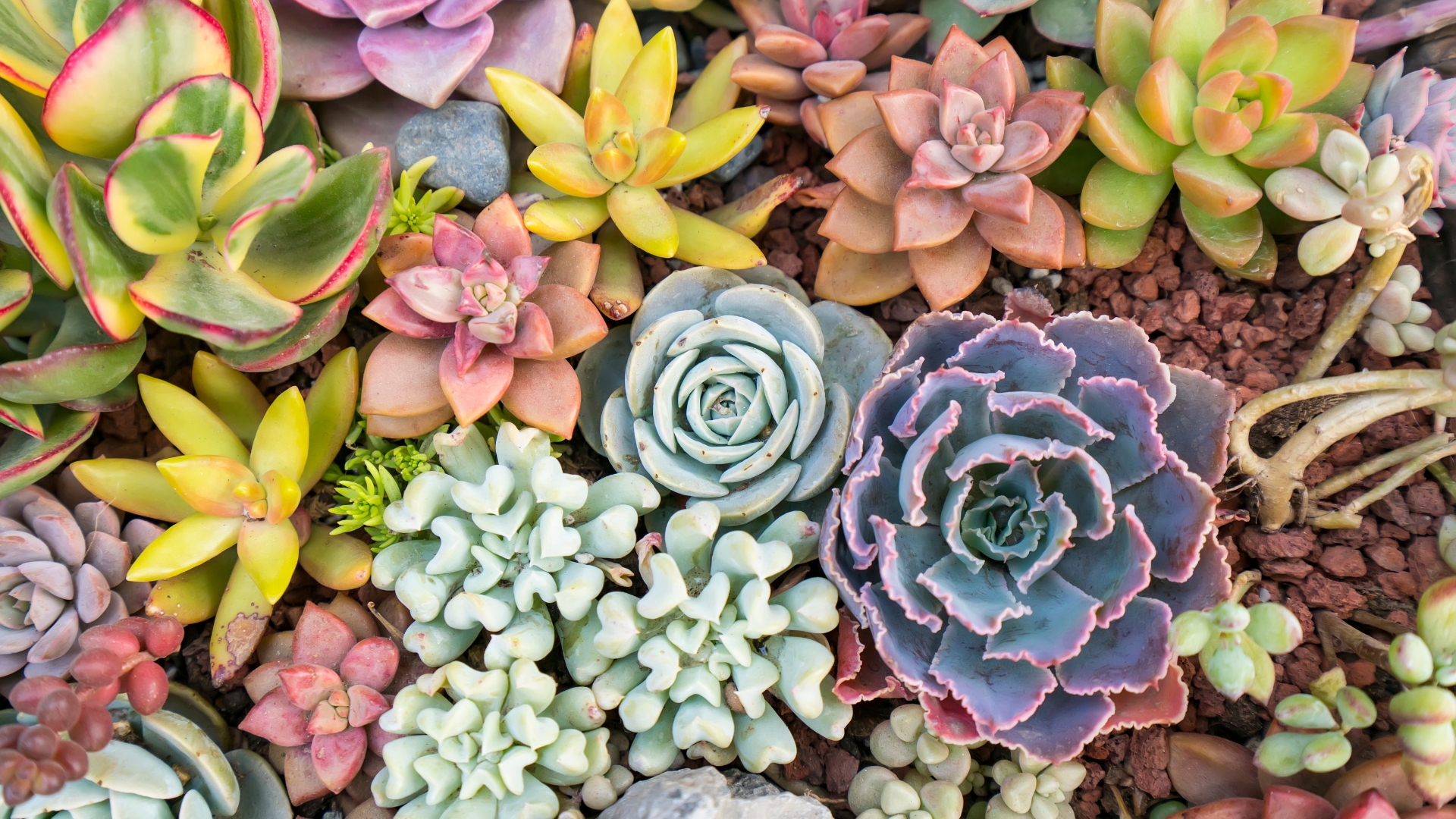 15 Mistakes That Are Stopping Your Succulents From Flourishing (And How To Fix Them Fast)