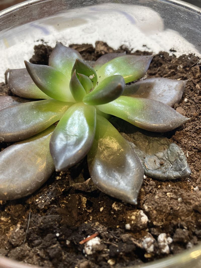 Overwatering Woes