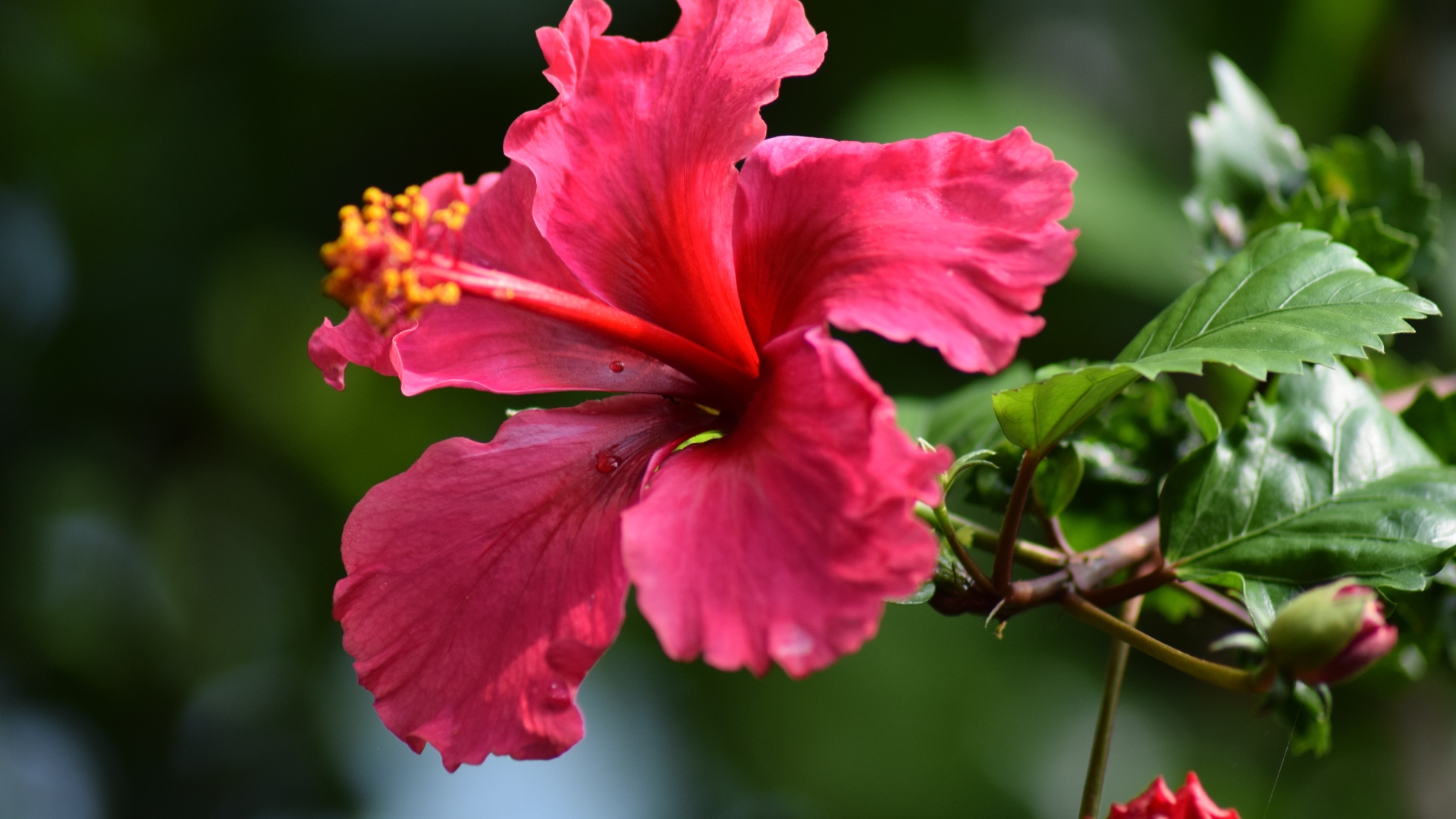 beautiful hibiscus bloom