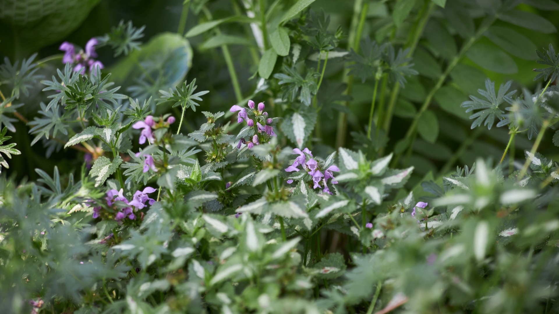 Lamium Maculatum spotted dead nettle flower in garden