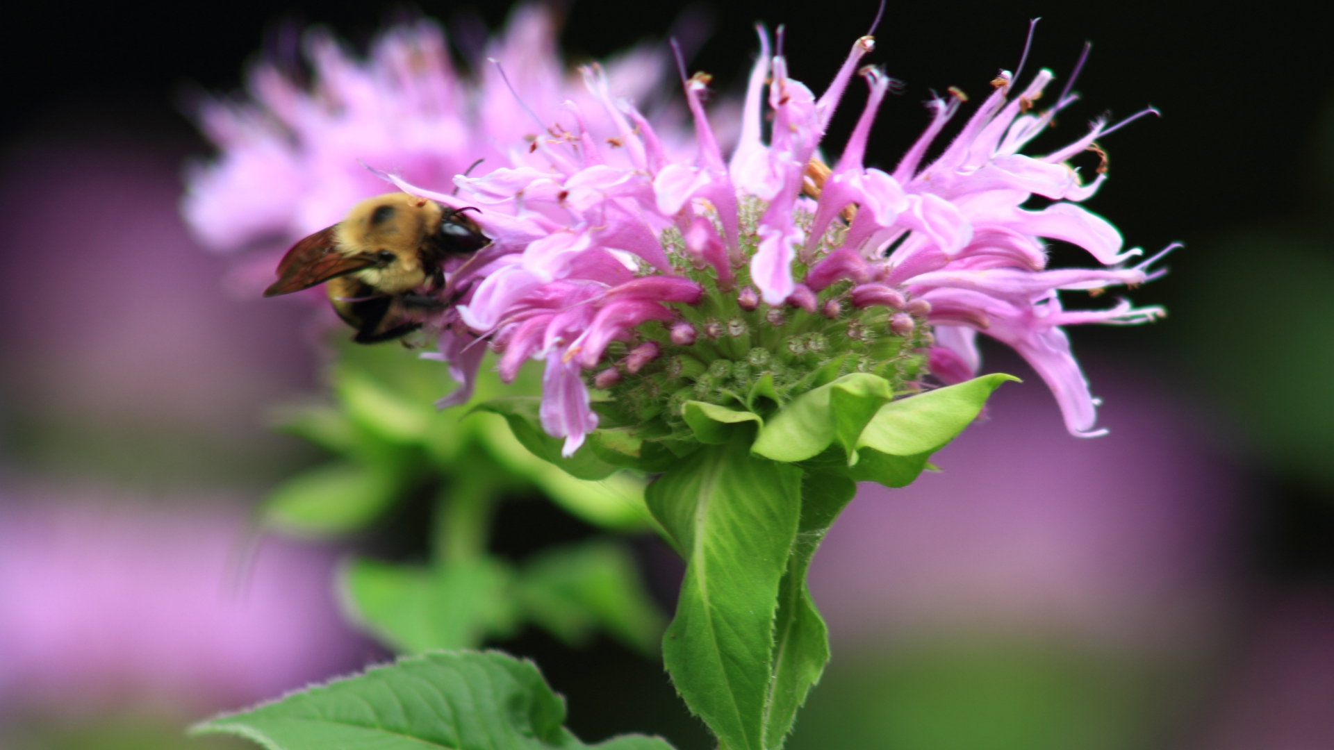 balm bee flower bloom close up