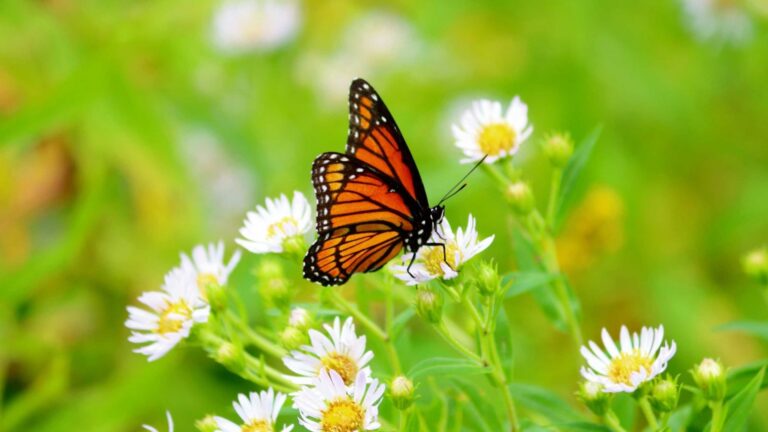 Butterfly on a chamomile flower