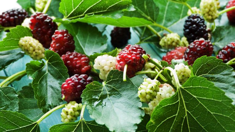 mulberry tree branch with berries