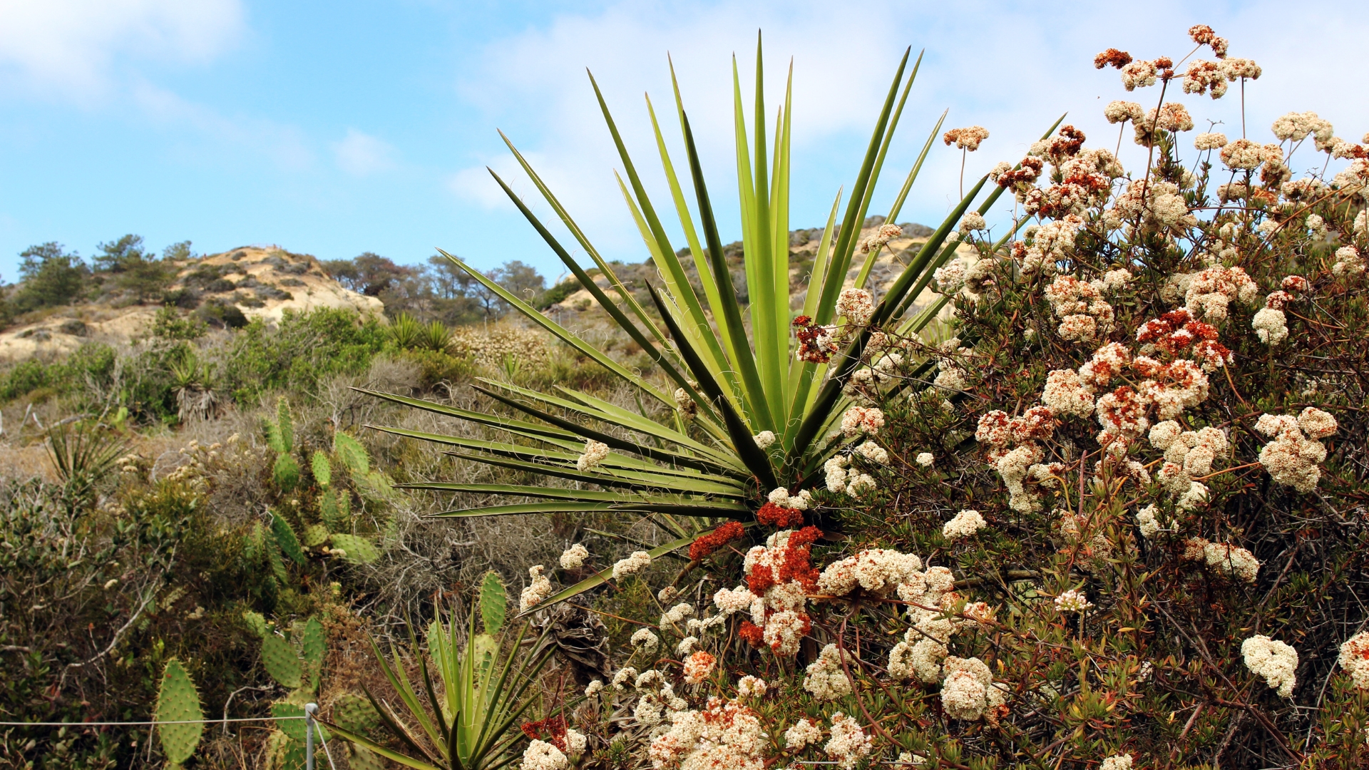 Yucca plant with other native plants