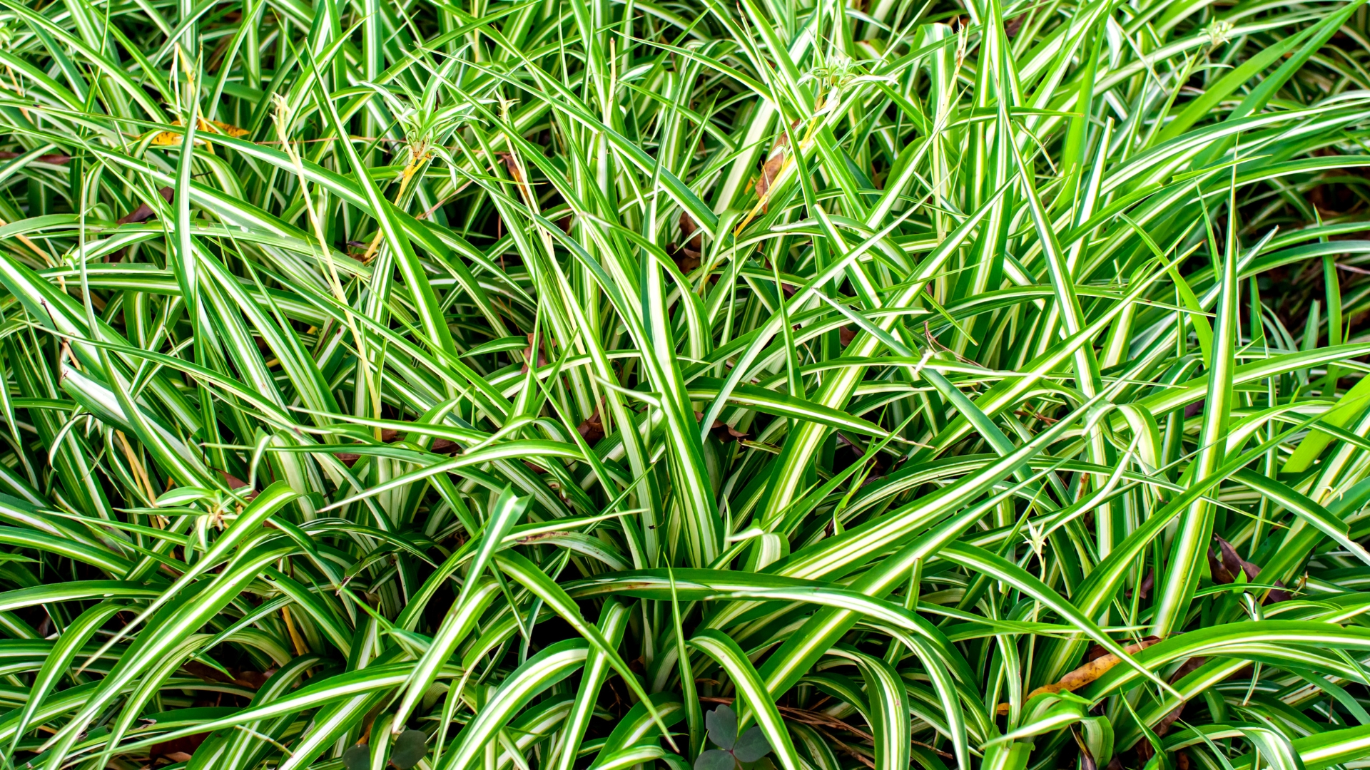 carex grass