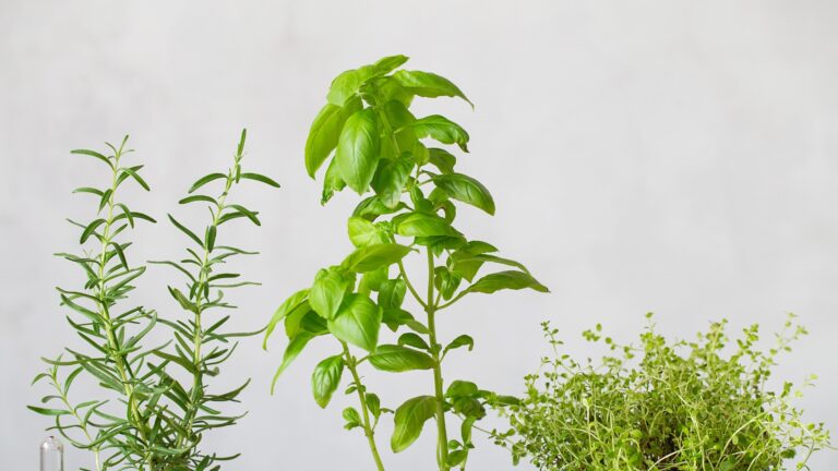 Kitchen herb plants growing at home