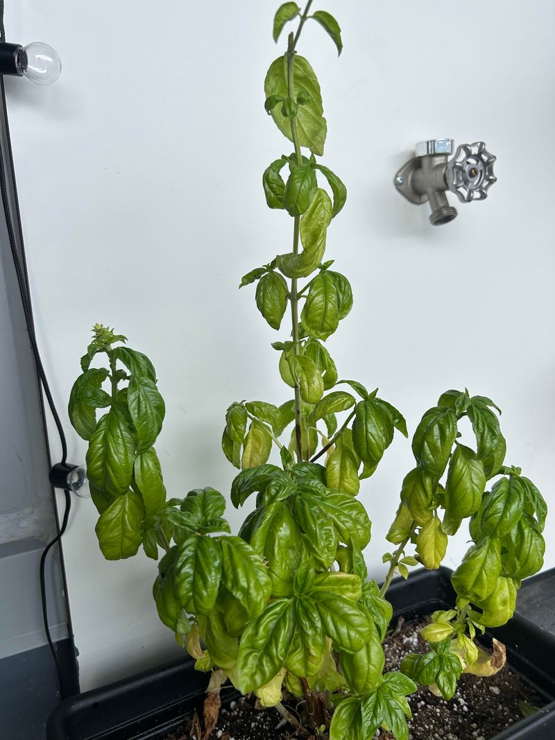 Basil