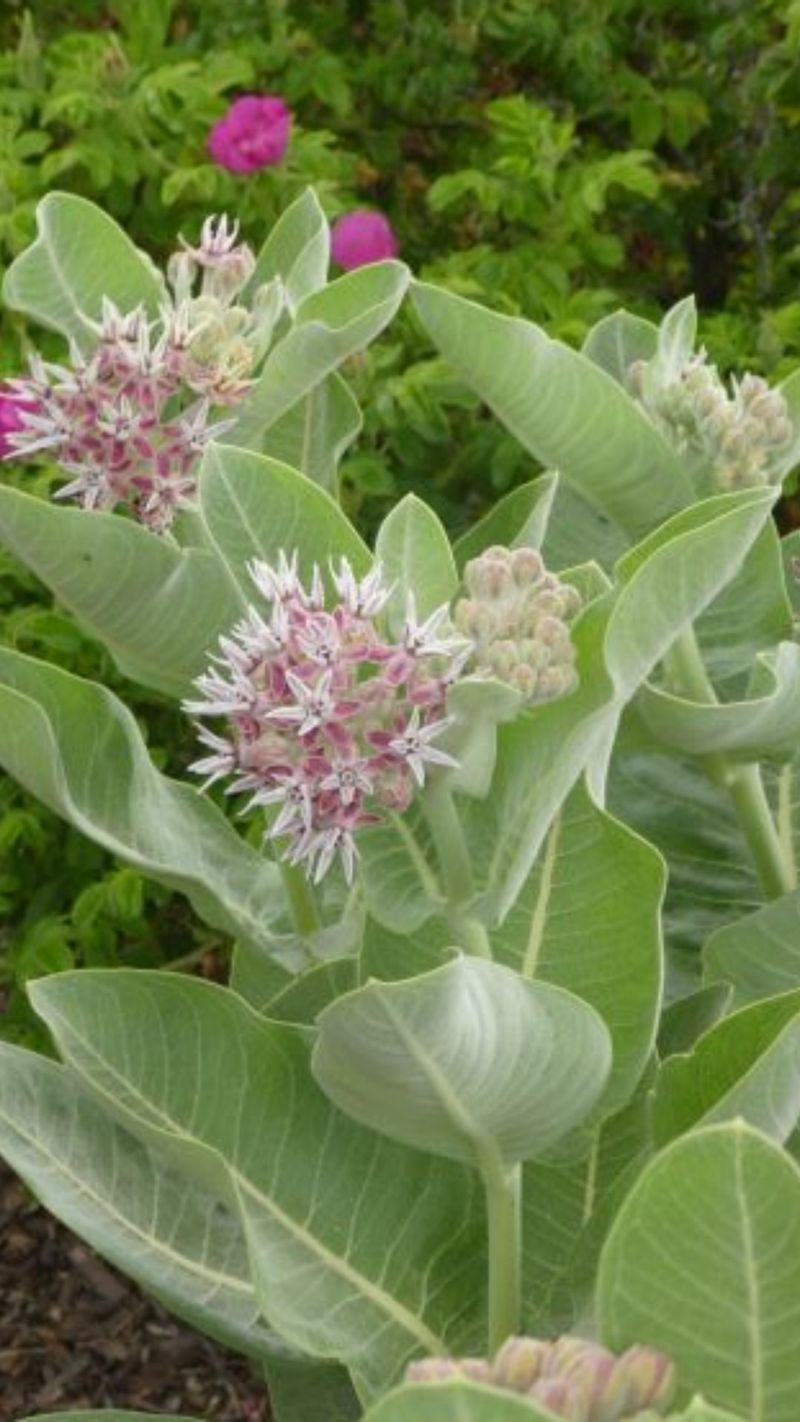 Choose the Right Milkweed Variety