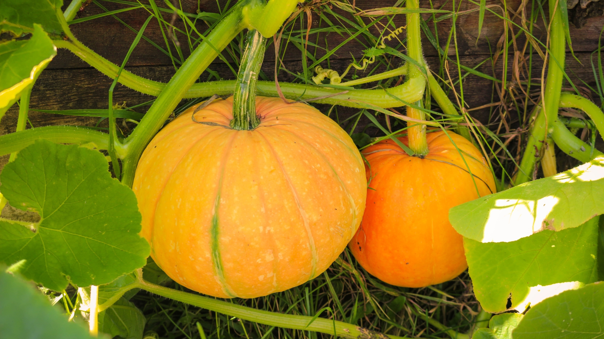 Orange Pumpkin growing in the vegetable garden. Growing pumpkins. Pumpkin plant. Young pumpkin