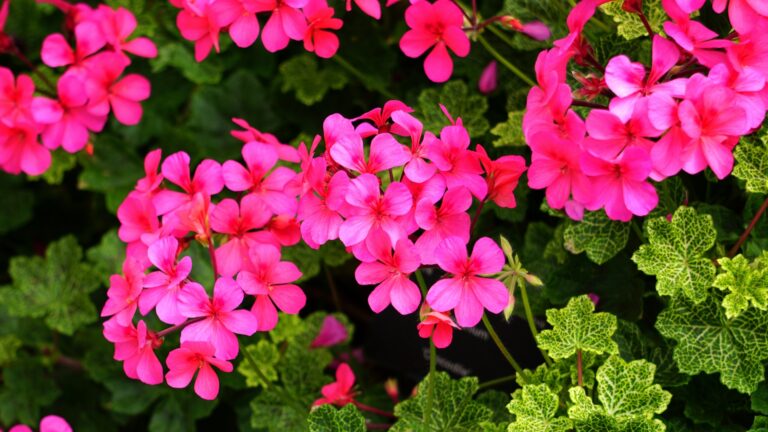 Perennial geranium