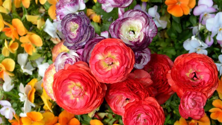 Ranunculus
