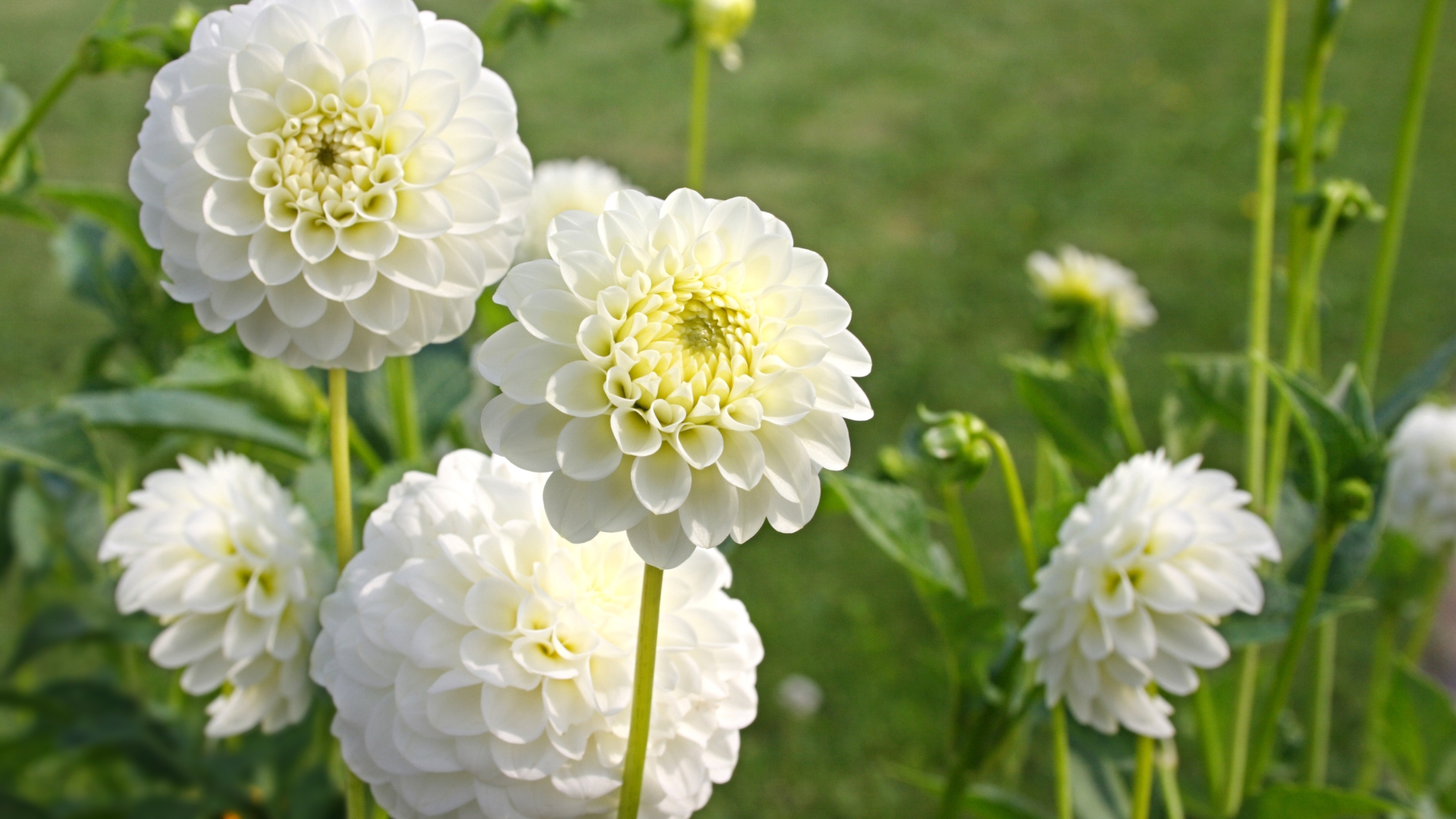 white dahlia