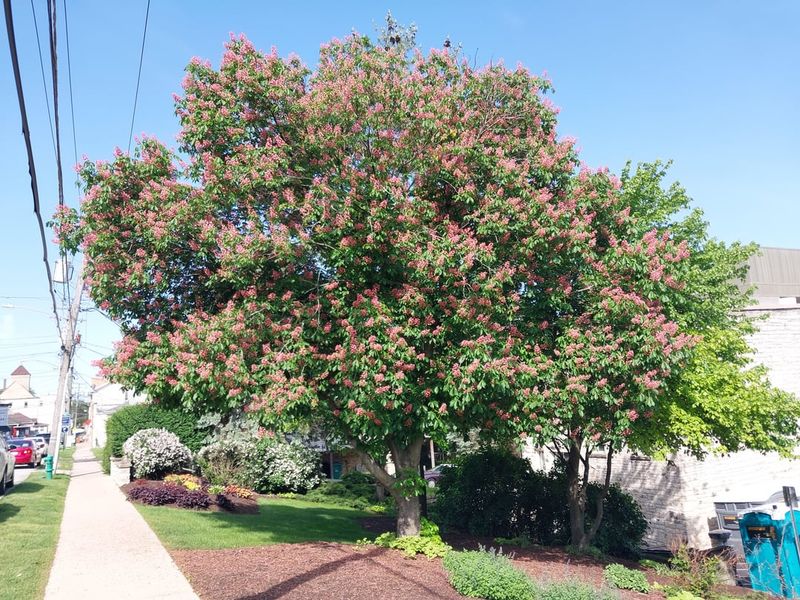 Red Buckeye