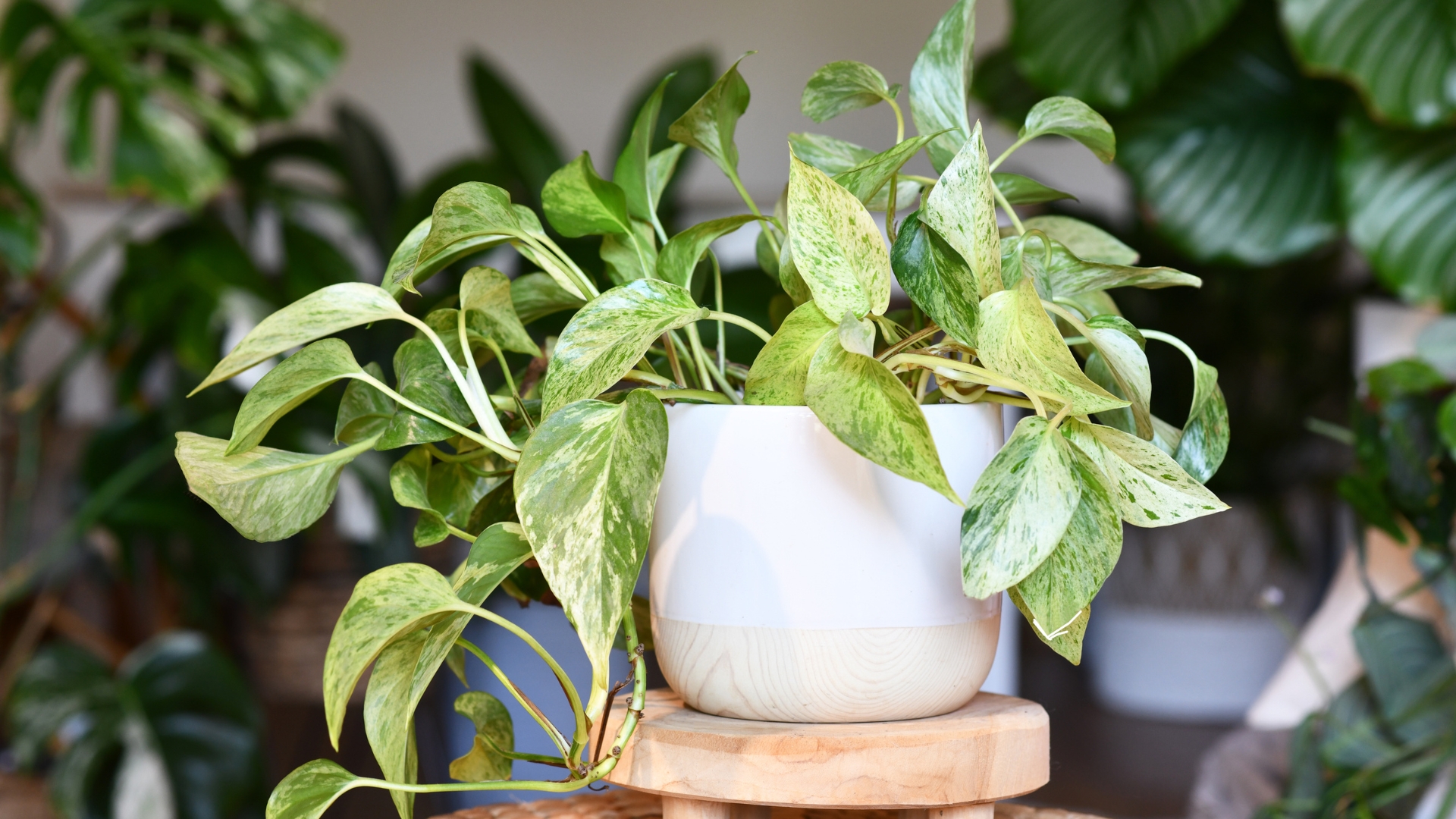 pothos houseplant with white variegation in flower pot on table