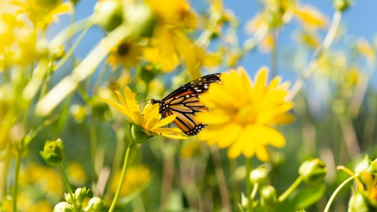 a butterfly on the yellow flower