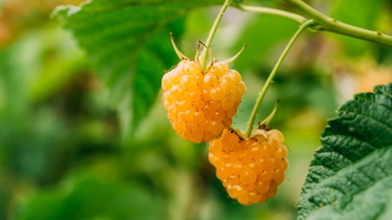 Golden raspberry