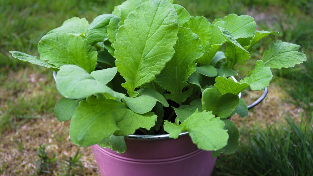 15 Vegetables That Can Grow In Buckets Year Round (And How to Avoid ...