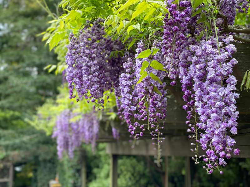 Wisteria (Wisteria sinensis & Wisteria floribunda)