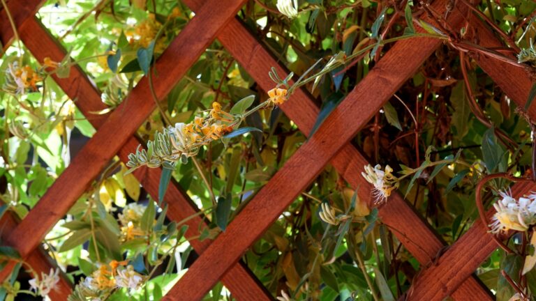 honeysuckle on a fence