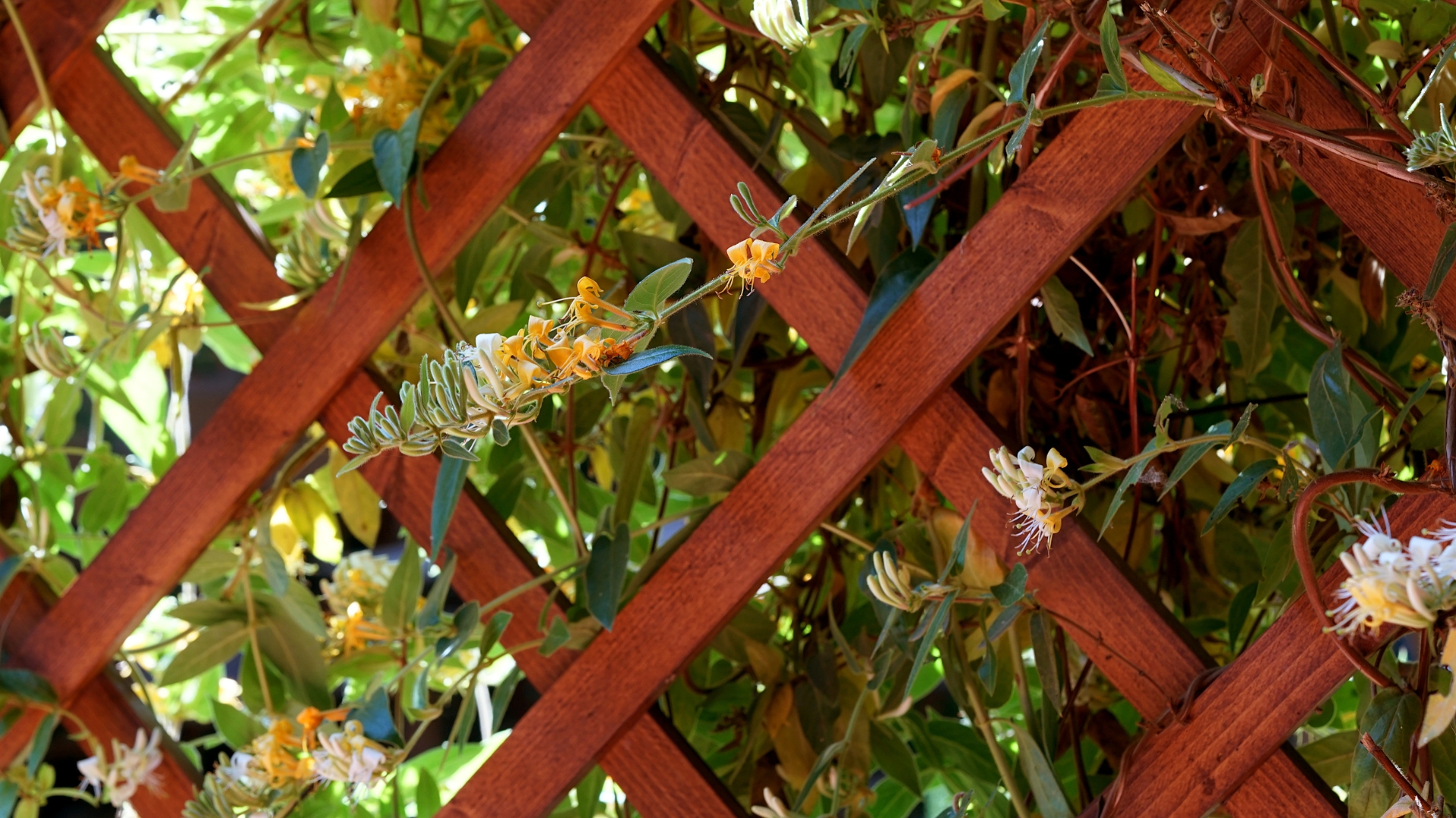 honeysuckle on a fence