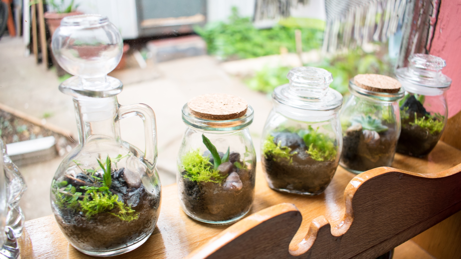 Collection of Plants In jars in Home Garden