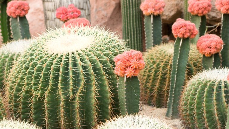 cacti with pink flowers