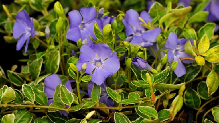 periwinkle blooms