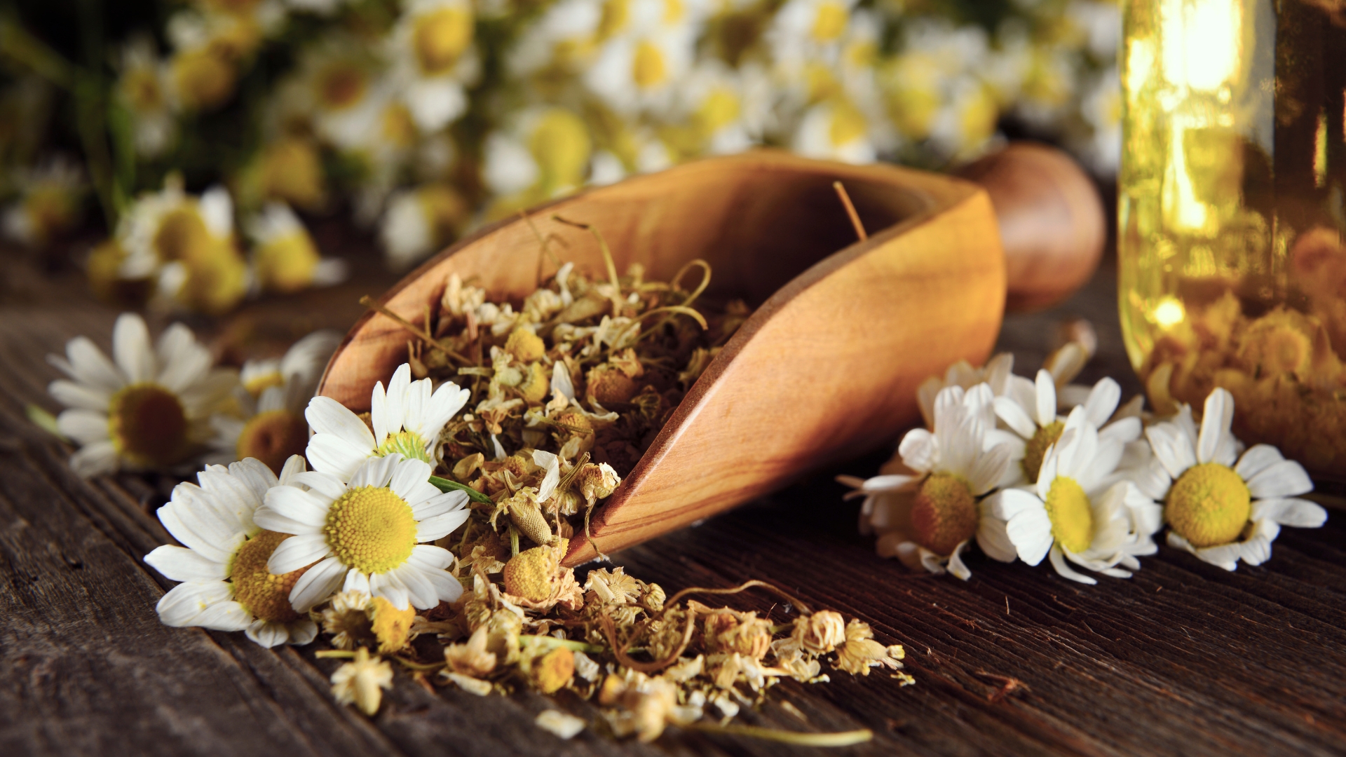 Chamomile harvested herb