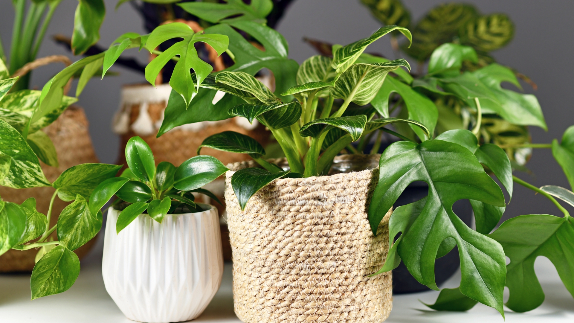 Houseplants