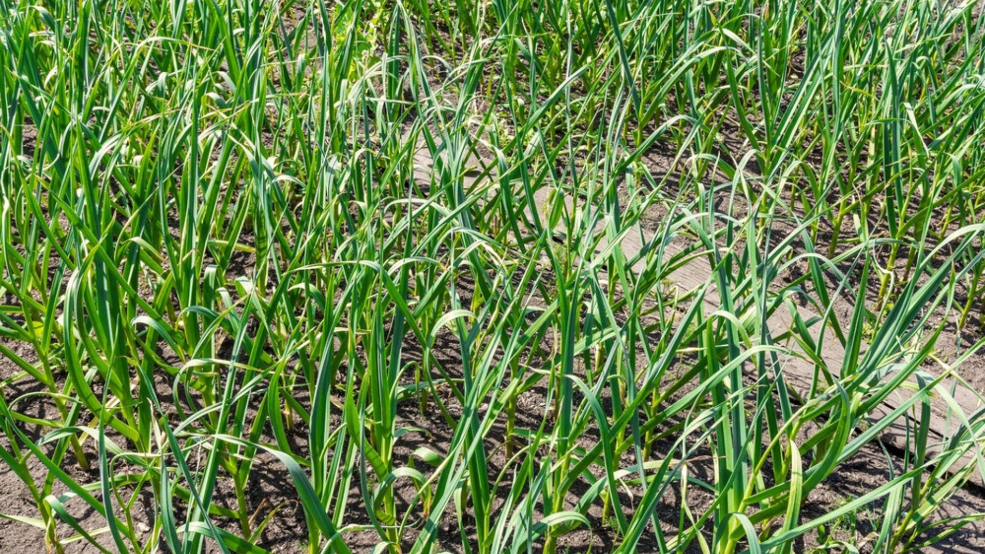 garlic plants